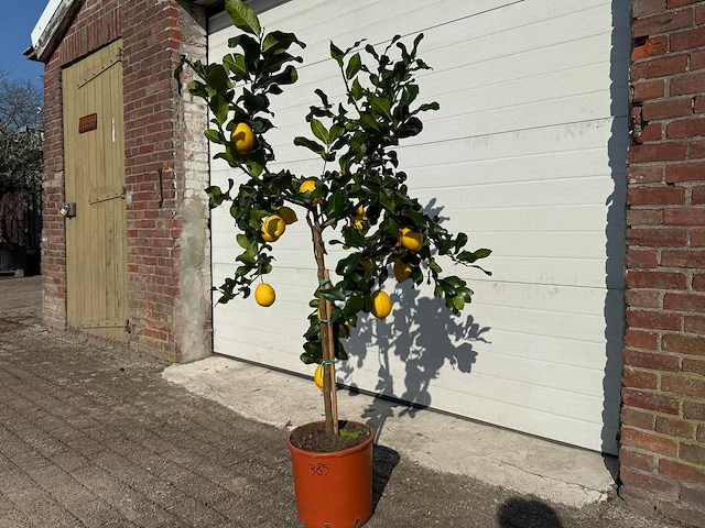 Citroenboom - citrus limon - vrucht- / fruitboom - hoogte ca. 160 cm - afbeelding 3 van  4