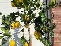 Citroenboom - citrus limon - vrucht- / fruitboom - hoogte ca. 160 cm - afbeelding 4 van  4
