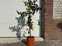 Citroenboom - citrus limon - vrucht- / fruitboom - hoogte ca. 170 cm - afbeelding 1 van  4