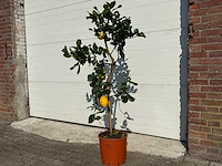 Citroenboom - citrus limon - vrucht- / fruitboom - hoogte ca. 170 cm - afbeelding 2 van  4