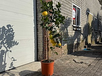 Citroenboom - citrus limon - vrucht- / fruitboom - hoogte ca. 170 cm - afbeelding 3 van  4