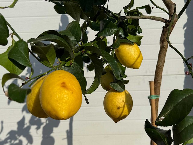 Citroenboom - citrus limon - vrucht- / fruitboom - hoogte ca. 170 cm - afbeelding 4 van  4
