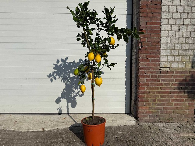 Citroenboom - citrus limon - vrucht- / fruitboom - hoogte ca. 180 cm - afbeelding 1 van  4