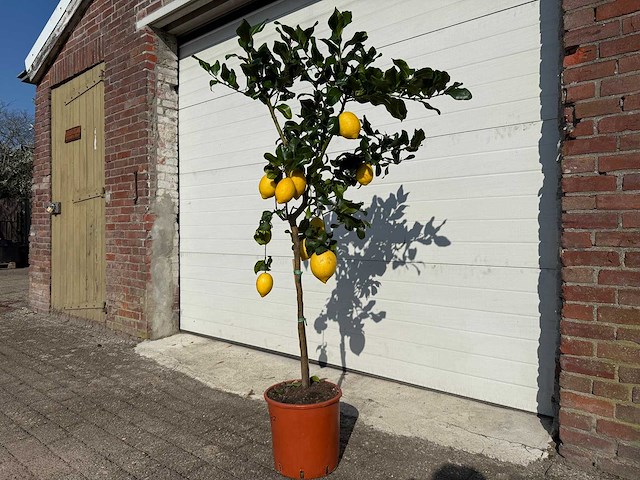 Citroenboom - citrus limon - vrucht- / fruitboom - hoogte ca. 180 cm - afbeelding 2 van  4
