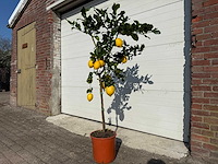 Citroenboom - citrus limon - vrucht- / fruitboom - hoogte ca. 180 cm - afbeelding 2 van  4