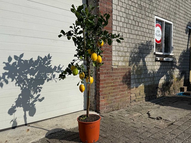 Citroenboom - citrus limon - vrucht- / fruitboom - hoogte ca. 180 cm - afbeelding 3 van  4