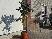 Citroenboom - citrus limon - vrucht- / fruitboom - hoogte ca. 180 cm - afbeelding 3 van  4