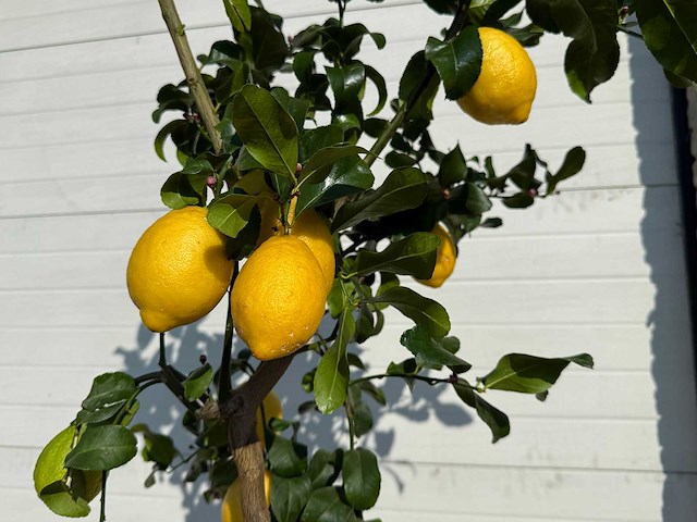 Citroenboom - citrus limon - vrucht- / fruitboom - hoogte ca. 180 cm - afbeelding 4 van  4