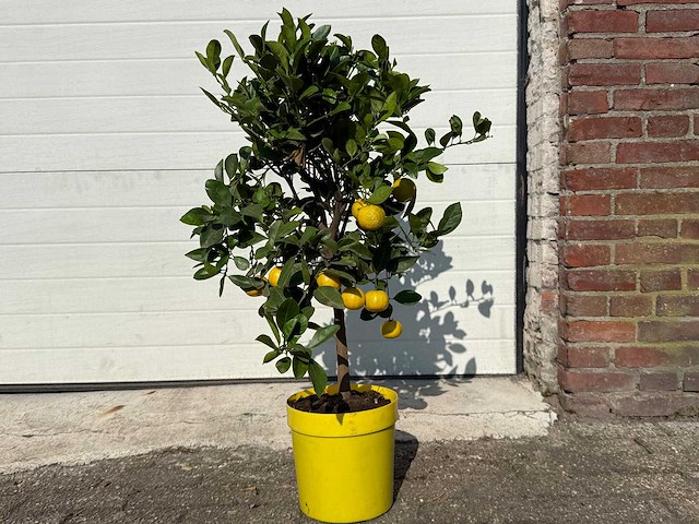 Citroenboom - vrucht- / fruitboom - citrus purscha - hoogte ca. 80cm - afbeelding 1 van  4