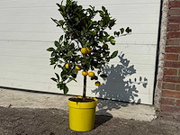 Citroenboom - vrucht- / fruitboom - citrus purscha - hoogte ca. 80cm - afbeelding 2 van  4