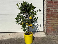 Citroenboom - vrucht- / fruitboom - citrus purscha - hoogte ca. 80cm - afbeelding 1 van  2
