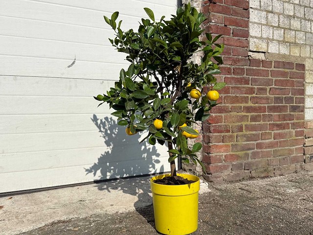 Citroenboom - vrucht- / fruitboom - citrus purscha - hoogte ca. 80cm - afbeelding 2 van  2