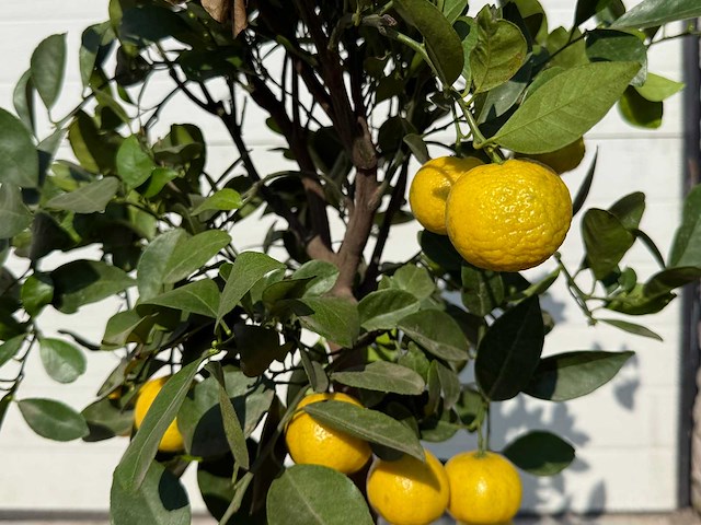 Citroenboom - vrucht- / fruitboom - citrus purscha - hoogte ca. 80cm - afbeelding 2 van  2