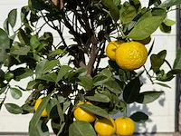 Citroenboom - vrucht- / fruitboom - citrus purscha - hoogte ca. 80cm - afbeelding 2 van  2