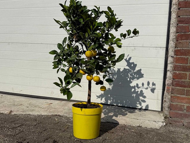 Citroenboom - vrucht- / fruitboom - citrus purscha - hoogte ca. 80cm - afbeelding 2 van  4