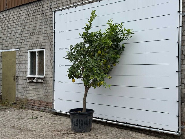 Citroenboom xl - citrus limon - hoogte ca. 240 cm - afbeelding 2 van  3