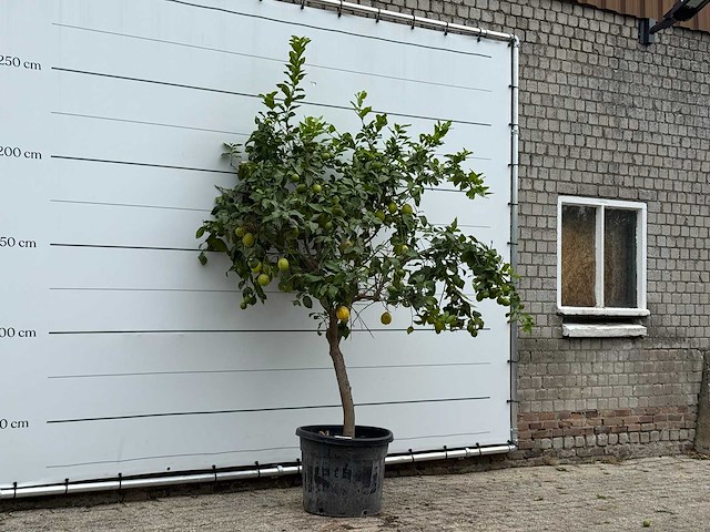Citroenboom xl - citrus limon - hoogte ca. 240 cm - afbeelding 3 van  3