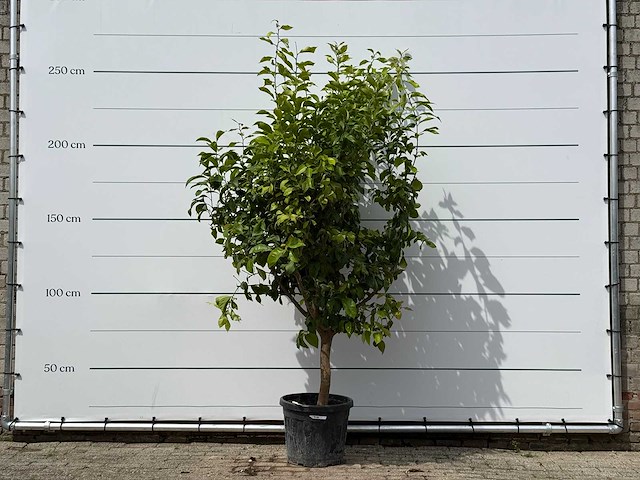 Citroenboom xl - citrus limon - hoogte ca. 250 cm - afbeelding 2 van  3