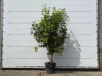 Citroenboom xl - citrus limon - hoogte ca. 250 cm - afbeelding 2 van  3