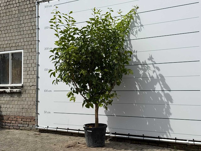 Citroenboom xl - citrus limon - hoogte ca. 250 cm - afbeelding 3 van  3