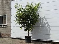 Citroenboom xl - citrus limon - hoogte ca. 250 cm - afbeelding 3 van  3
