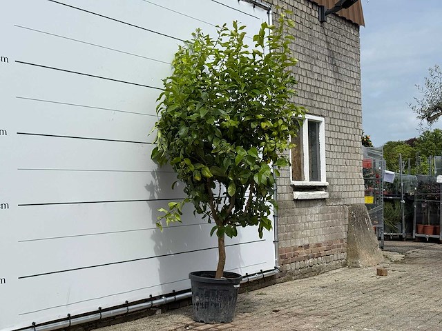 Citroenboom xl - citrus limon - hoogte ca. 250 cm - afbeelding 1 van  3