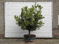 Citroenboom xl - citrus limon - hoogte ca. 250 cm