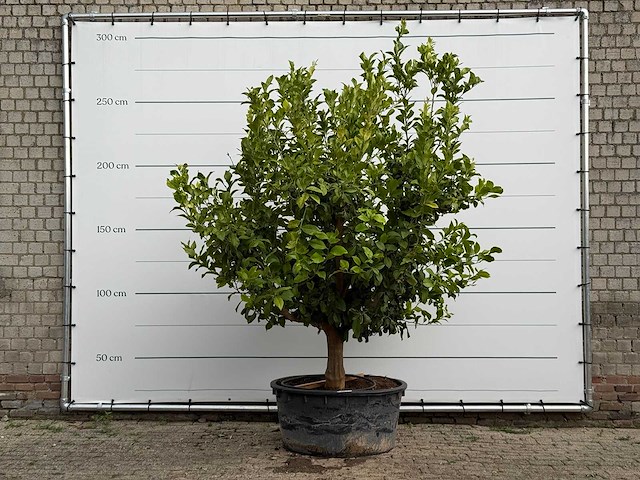 Citroenboom xl - citrus limon - hoogte ca. 250 cm - afbeelding 2 van  8