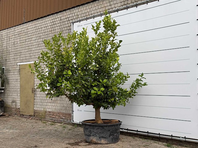 Citroenboom xl - citrus limon - hoogte ca. 250 cm - afbeelding 3 van  8