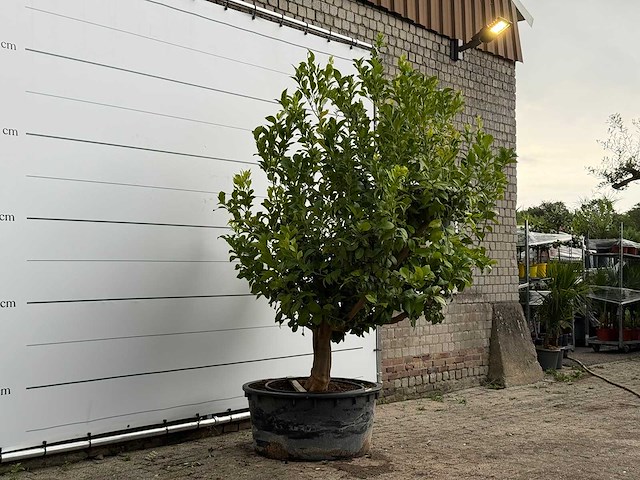 Citroenboom xl - citrus limon - hoogte ca. 250 cm - afbeelding 4 van  8