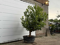 Citroenboom xl - citrus limon - hoogte ca. 250 cm - afbeelding 4 van  8