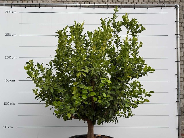 Citroenboom xl - citrus limon - hoogte ca. 250 cm - afbeelding 6 van  8