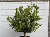 Citroenboom xl - citrus limon - hoogte ca. 250 cm - afbeelding 6 van  8