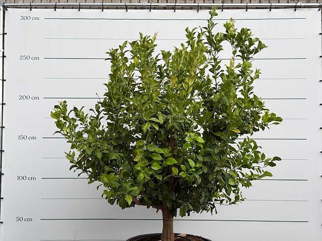 Citroenboom xl - citrus limon - hoogte ca. 250 cm - afbeelding 7 van  8