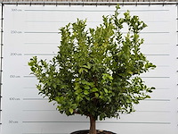 Citroenboom xl - citrus limon - hoogte ca. 250 cm - afbeelding 7 van  8