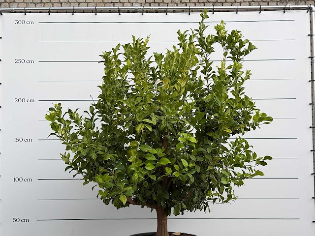 Citroenboom xl - citrus limon - hoogte ca. 250 cm - afbeelding 8 van  8