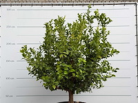 Citroenboom xl - citrus limon - hoogte ca. 250 cm - afbeelding 8 van  8