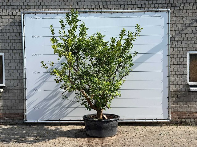 Citroenboom xl - citrus limon - hoogte ca. 250 cm - afbeelding 1 van  6