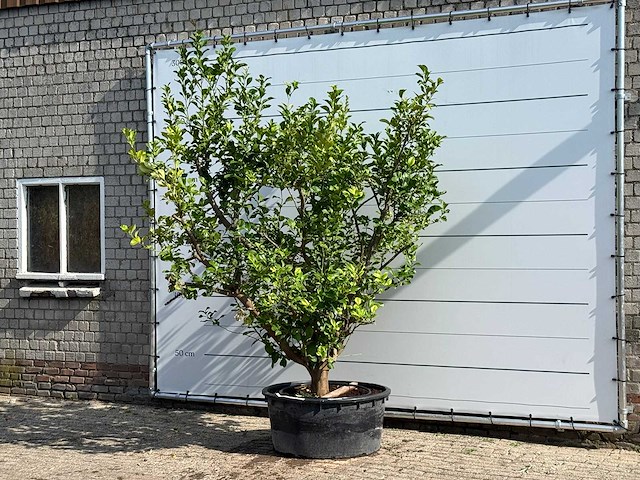 Citroenboom xl - citrus limon - hoogte ca. 250 cm - afbeelding 2 van  6