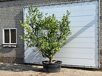 Citroenboom xl - citrus limon - hoogte ca. 250 cm - afbeelding 2 van  6