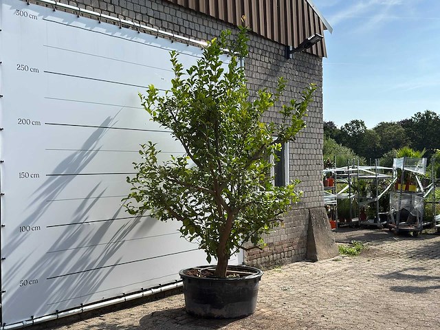 Citroenboom xl - citrus limon - hoogte ca. 250 cm - afbeelding 3 van  6