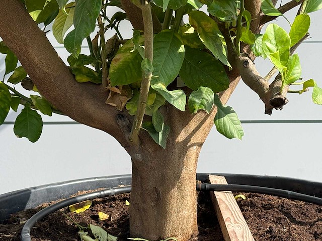 Citroenboom xl - citrus limon - hoogte ca. 250 cm - afbeelding 5 van  6