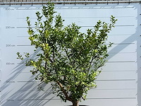 Citroenboom xl - citrus limon - hoogte ca. 250 cm - afbeelding 6 van  6