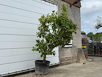 Citroenboom xl - citrus limon - hoogte ca. 250 cm - afbeelding 5 van  7