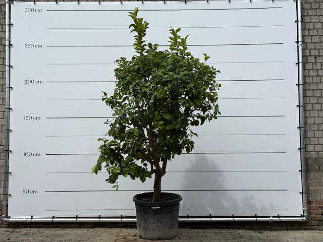 Citroenboom xl - citrus limon - hoogte ca. 250 cm - afbeelding 1 van  7