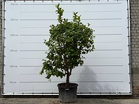 Citroenboom xl - citrus limon - hoogte ca. 250 cm - afbeelding 1 van  7