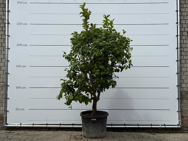 Citroenboom xl - citrus limon - hoogte ca. 250 cm - afbeelding 2 van  7