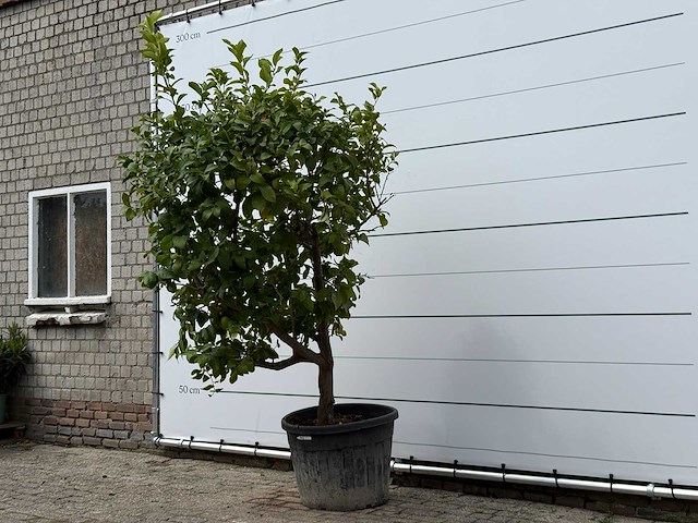 Citroenboom xl - citrus limon - hoogte ca. 250 cm - afbeelding 3 van  7