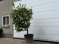 Citroenboom xl - citrus limon - hoogte ca. 250 cm - afbeelding 3 van  7