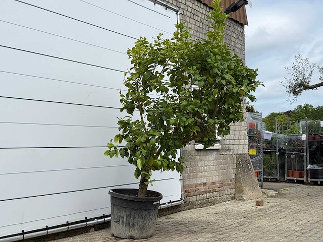 Citroenboom xl - citrus limon - hoogte ca. 250 cm - afbeelding 4 van  7
